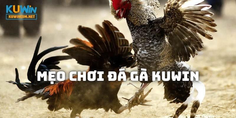 Một vài mẹo giúp tham gia Đá Gà KUWIN hiệu quả hơn